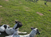 Jack Russell cross