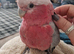 2yr old male Galah cockatoo