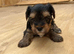 ️️Yorkshire terrier pure rehoming soon last Girl