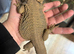 18 month old male bearded dragon