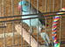 Male Indian ringneck