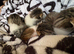 Beautiful kittens ready to leave in 4 weeks