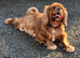 Gorgeous fox red cavapoo puppies