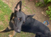 Girl puppy free 2 good home