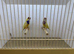 Pair of Gouldian Finches For Sale