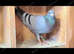 Pigeon lots of colours &pound;5 each
