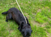 3 fox red puppies Girls