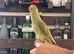 Indian Ringneck