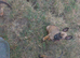 Belgium malinois puppies
