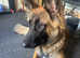 belgian malinois mix german shepherd