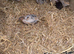 Jumbo Coturnix Quail hatching eggs
