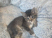 2 kittens left