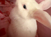 Mini lop X lion lop babies