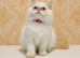 Beautiful Red Point Persian Cats Looking for Their Forever Homes
