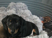KC MINITURE DACHSHUND BOY