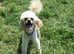 Apricot Toy Poodle Available For Stud