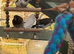 Bengalese finches