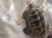 Male Hermanns Tortoise