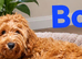 Beautiful CockerSpanial X Poodle pups