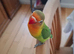 3 fischers lovebirds for sale