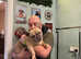 Bowwows-DG dog grooming Bloxwich walsall