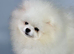 KC reg  STUD  Exceptional White Pomeranian &ndash; Top Quality