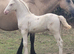 WELSH SECTION D CREMELLO COLT