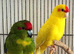 Stunning Kakirikies available