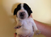 sprocker puppies