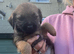 Beautiful border terrier pups