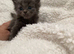 Ready to leave rare breed Russian blue Scottish fold mix beautiful stunning litter