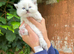 Beautiful Pure Blue Point Ragdoll