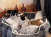 Jack Russell puppies for sale