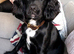 sprocker pups