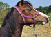 RHYDFENDIGAID SANDRA , welsh sec c filly