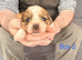 5 beautiful shorkie puppies