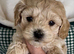F1 Maltipoo Puppies Extensively DNA Lab Tested Parents