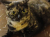 Bsh and Scottish fold mix ready on  middle of July
