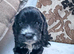Adorable F1 Cockapoo puppies
