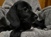 Absolutley gorgeous Cockapoo x puppies vaccinated