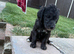 Bedlington terrier