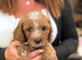 Cavapoo puppies