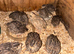 Japanese/Italian Quail