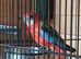 Rosellas