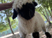 Valais blacknose wether lamb