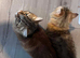 Two maine coon/ persian females for forever home