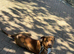 Cane Corso &times; Doberman Female