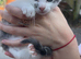 Kittens for sale