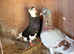 Breeding pair Birmingham roller