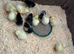 Silver Wyndotte chicks